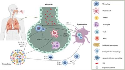 The advances in adjuvant therapy for tuberculosis with immunoregulatory compounds